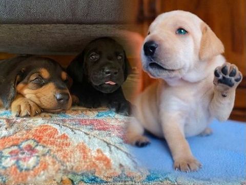 Chiots pleins de vie et fid&egrave;les ? Chiens de famille id&eacute;aux  0 29160 Crozon