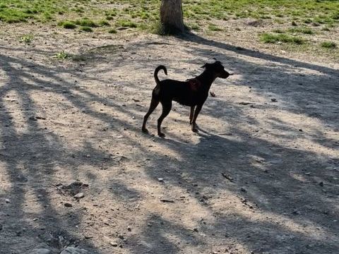 Pinscher moyen 0 51100 Reims
