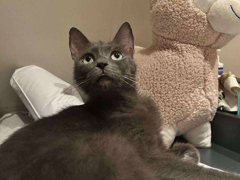 &#128156; À l'adoption : Mary, une maman courage au cur tendre &#128156; 150 62149 Annequin
