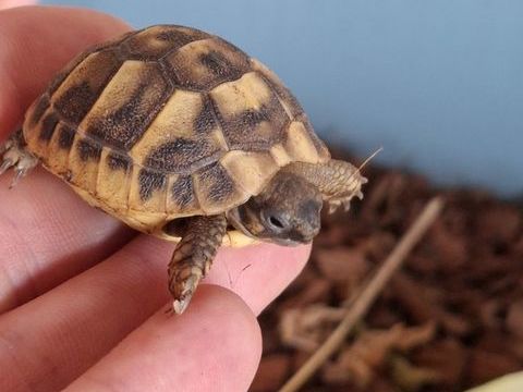 Bb tortue 40 06270 Villeneuve-loubet