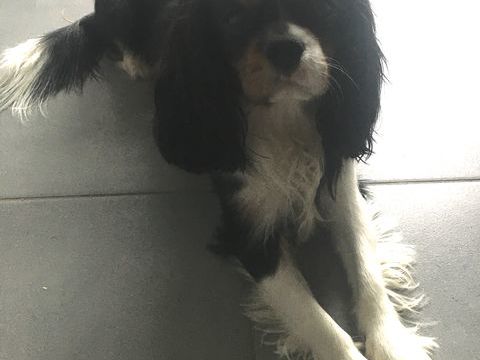 Recherche petite copine pour saillie cavalier king charles
350 49300 Cholet