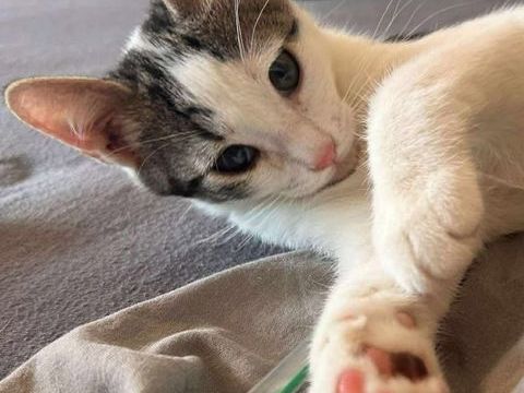 Don chat m&acirc;le 1 an 0 83600 Fr�jus