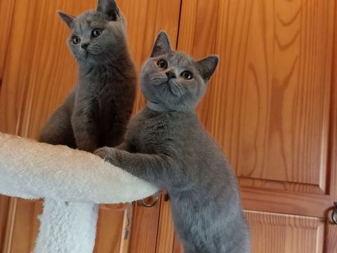 Chatons British Shorthair LOOF 1350 33000 Bordeaux