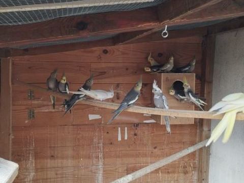 jeunes calopsittes de 2025 35 63170 Aubire