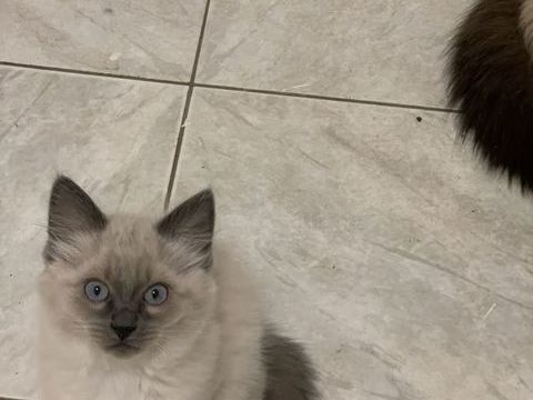 magnifiques chatons siamois 0 51100 Reims