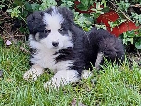 chiot male berger australien non lof 500 65130 Capvern