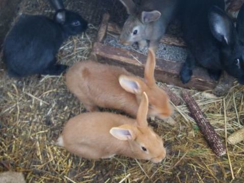 Lapins 0 85250 Saint-andr-goule-d'oie