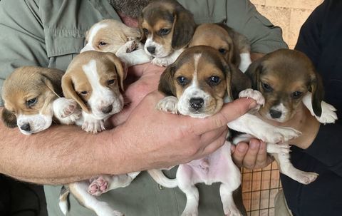 Chiots Beagle LOF 800 31390 Marquefave