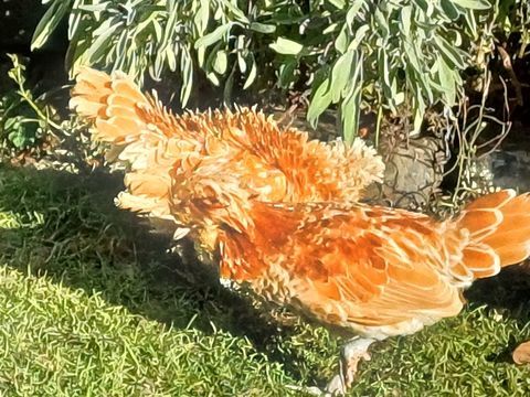 Couple de padoue chamoisé frisé et lisse 
25 79370 Fressines