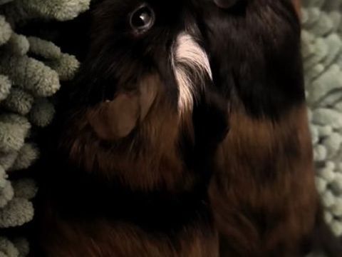 Future Bébé cochon dinde a donné 0 85400 Luon