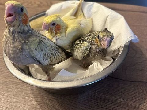 Calopsitte EAM 100 28500 Germainville