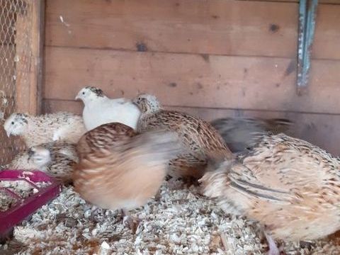 lots de m&acirc;les caille du japon 3 27400 Canappeville