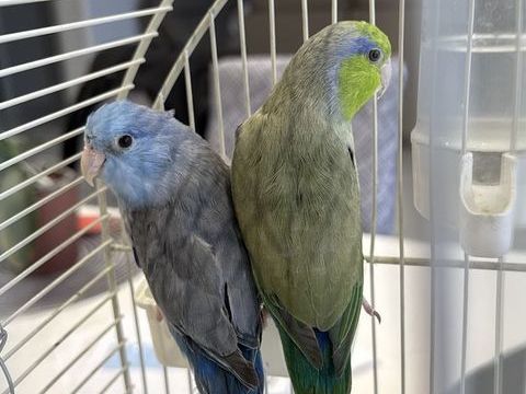 Touis c&eacute;leste m&acirc;le 1 an 50 93600 Aulnay-sous-bois