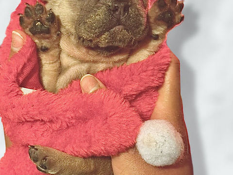 Disponible chiots Bouledogue français  1500 91100 Corbeil-essonnes