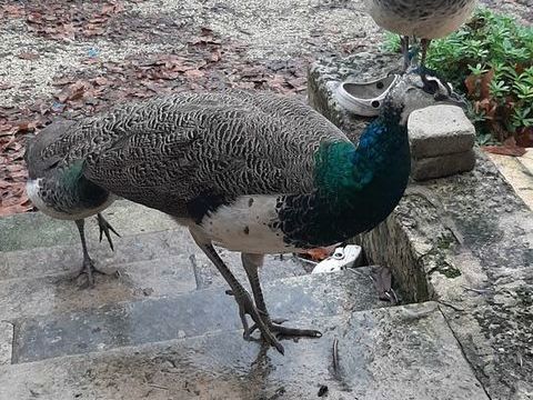 Paons  , 90 16140 Aigre