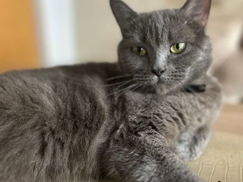 Violette, une boule d'amour en qu&ecirc;te de pr&eacute;sence 0 34530 Montagnac