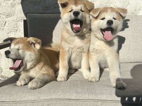 Chiots AKITA INU LOF 1600 44450 La chapelle-basse-mer