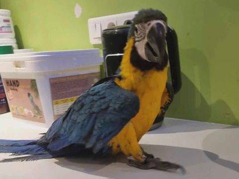 EAM Ararauna 5 mois 1500 49700 Dou-la-fontaine