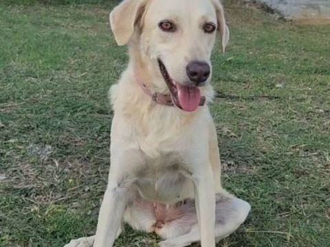 Suzie la belle et douce louloute 350 76480 Duclair