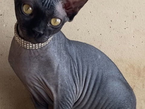 Jolie Sphynx femelle 1400 83500 La seyne-sur-mer