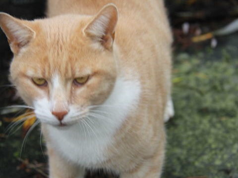 VOLTAIRE CHAT TIGRE ROUX CLAIR 3 ANS 1/2 195 92260 Fontenay-aux-roses