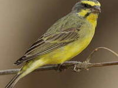 recherche femelle serin Mozambique 80 94460 Valenton