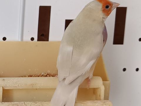 femelle gould ivory patel rare 300 86130 Dissay