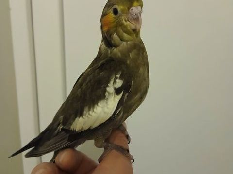 Perruche calopsittes EAM 90 44150 Ancenis