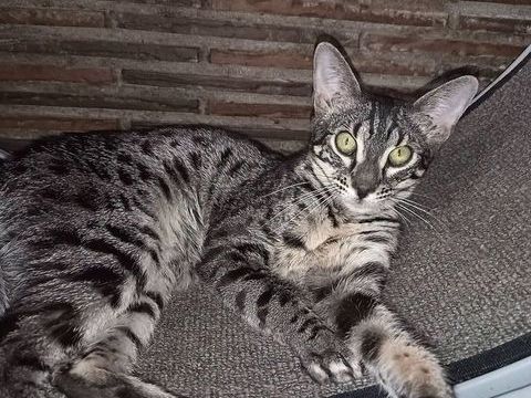 Femelle Savannah F6 1500 87290 Saint-sornin-leulac