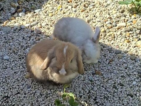 Famille lapins 0 83400 Hy�res