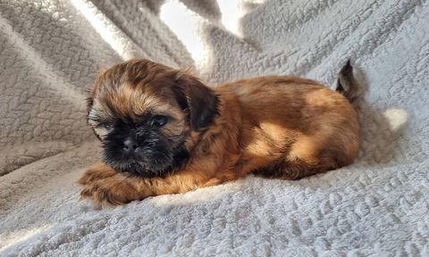 A r&eacute;server magnifique chiot shih tzu lof 1300 17000 La rochelle