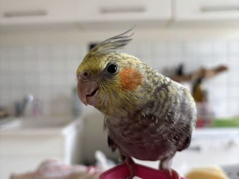 Rio ,  calopsitte EAM de 4 mois 100 24750 Boulazac