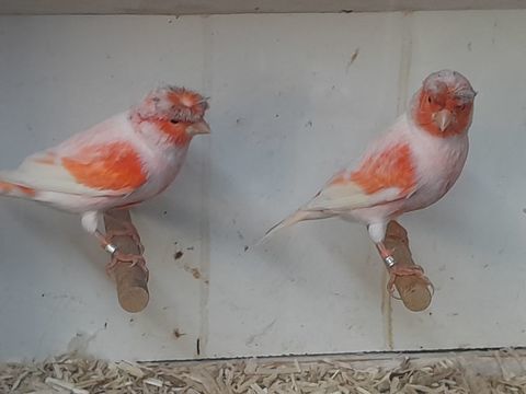 MALES CANARIS MOZAIQUE ROUGE HUPPE 2024/2025 30 95170 Deuil-la-barre