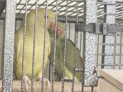 Couple de perruches a collier 200 77240 Vert-saint-denis