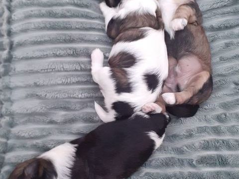 BICHONS HAVANAIS 1290 22220 Trdarzec