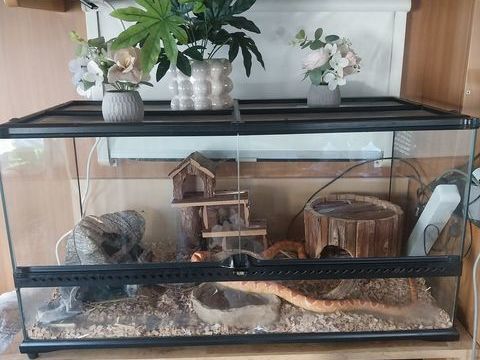 Terrarium 120x60x60 avec 4 serpents 1 