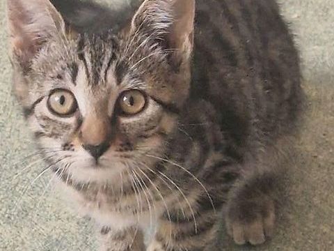 BROWNIE CHATON MALE 2 MOIS 80 62190 Lières