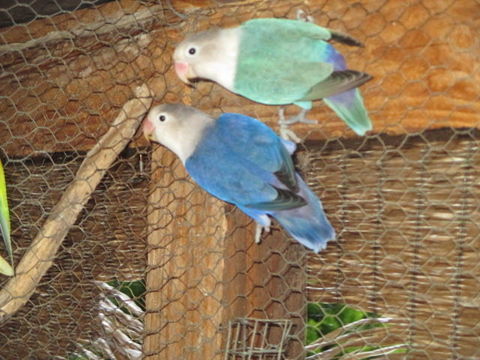 couple d'Inséparable 50 18340 Levet