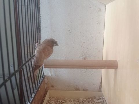 Male MOINEAU DU JAPON HUPPE 15 50410 Le guislain