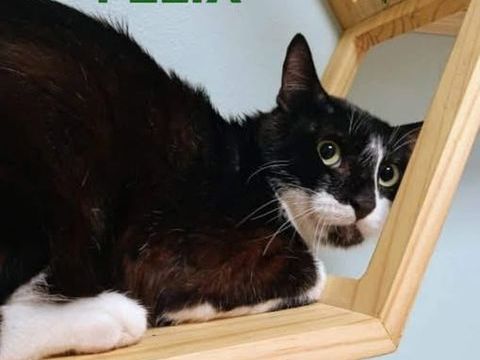 Chat FELIX &agrave; l adoption 200 26270 Loriol-sur-dr�me