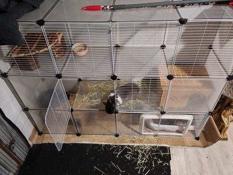 Vent 2  lapins nains  120 78260 Ach�res