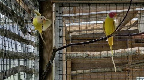 Tetes de prune 450 44350 Gu�rande