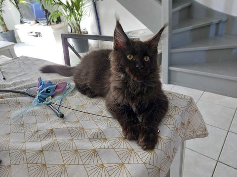 Chatons maine coon 800 13230 Port-saint-louis-du-rh�ne