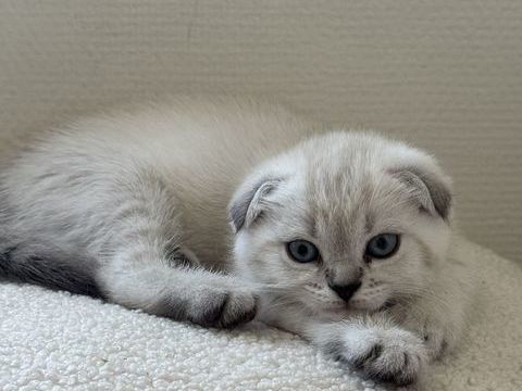 Femelles scottish fold x siamois 0 60160 Montataire