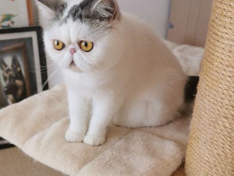 Exotic Shorthair LOOF 750 29480 Le relecq-kerhuon