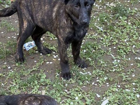 Chiot berger hollandais 400 61200 Argentan