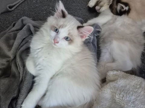 Chatons Ragdoll 850 44590 Derval