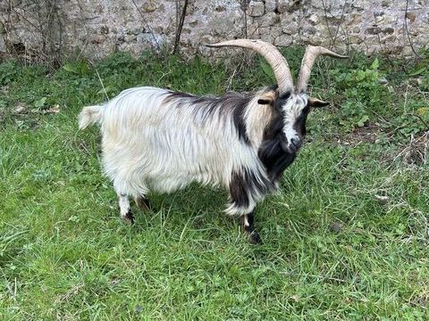 Bouc entier 150 14220 Tournebu