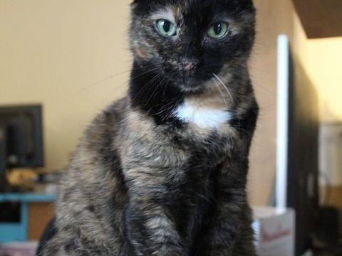 HEAVEN, magnifique chatte &eacute;caille de tortue &agrave; adopter 180 44300 Nantes