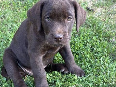 Chiots LOF Labrador Retriever Chocolat 1300 95510 Amenucourt